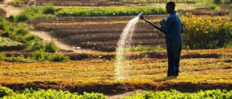 investir au sénégal Homme pratiquant l'agriculture au Sénégal