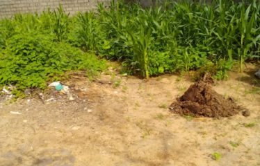 NGAPAROU : Terrain à vendre de 1000 m2 clôturé