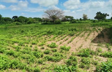 WARANG : Terrain à vendre de 5300m2