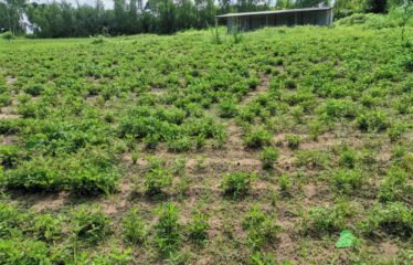 WARANG : Terrain à vendre de 5300m2