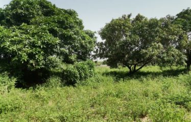 WARANG : Terrain à vendre de 800 m2