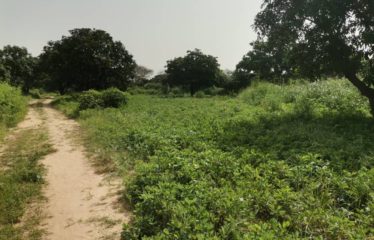 WARANG : Terrain à vendre de 800 m2