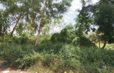 WARANG : Terrain à vendre de 5 381 m2