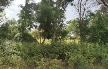 WARANG : Terrain à vendre de 5 381 m2