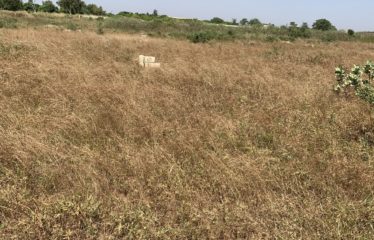 NGUERIGNE : Terrain de 300 m2 à vendre