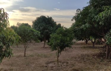 NGUEKHOKH : Terrain de 19 678 m2 à vendre Keur Gondé