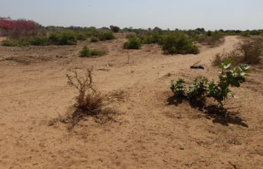 NGUERIGNE : Terrain de 5 000 m2 à vendre