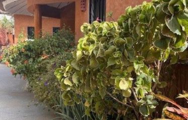 NGAPAROU : Magnifique villa à vendre en bord d’océan