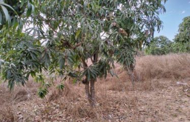 NOTTO GOUYE DIAMA : Verger de 2838 m² à vendre