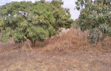 NOTTO GOUYE DIAMA : Verger de 2838 m² à vendre