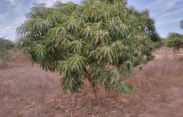 NOTTO GOUYE DIAMA : Verger de 2838 m² à vendre