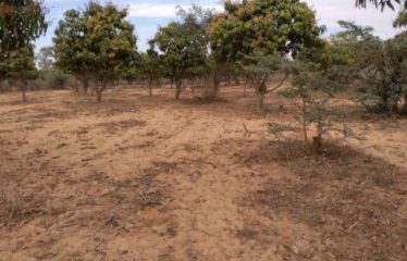 NOTTO GOUYE DIAMA : Verger de 2 733 m² à vendre