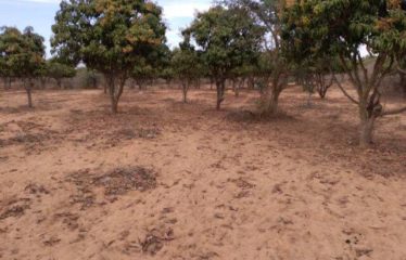 NOTTO GOUYE DIAMA : Verger de 2 733 m² à vendre