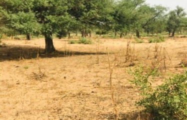 TOUBA TOUL : Terrain de 1,39 hectare à vendre