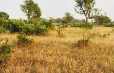 TASSETTE : Terrain de 8 098 m² à vendre